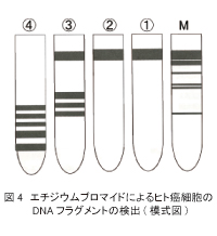 エチジウムブロマイドによるヒト癌細胞のDNAフラグメントの検出(模式図)